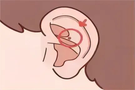 耳朵内鼻位置图片