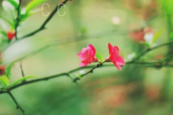 814602莫嫤冷晔 814602小说全文阅读