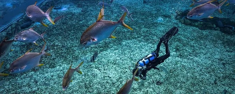 海洋生物资源最丰富的是哪个大洋