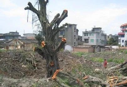 广东1100多岁古榕树倒塌，古榕树倒塌的原因是什么？