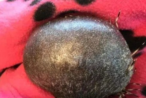 刺猬因压力大秃顶：得病后压力过大全身刺掉完了