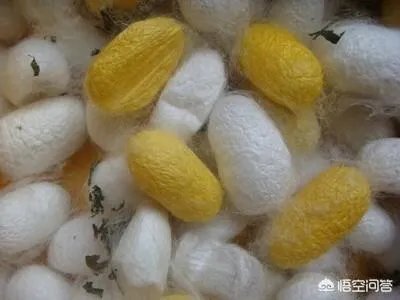 今年蚕茧价格好不好?