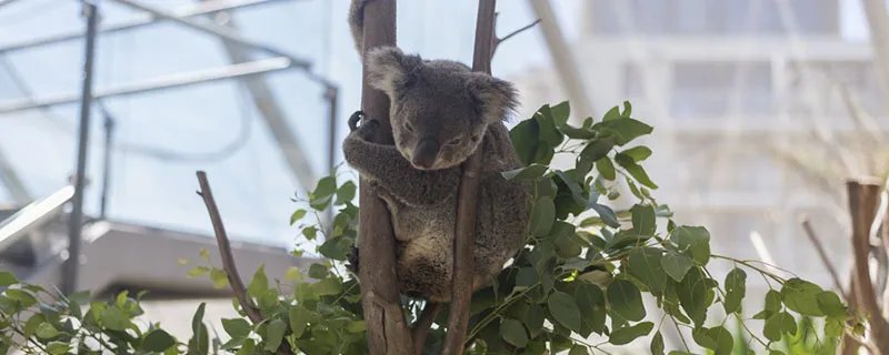 和人类有相似指纹的动物是什么 哪种动物拥有和人类相似的指纹