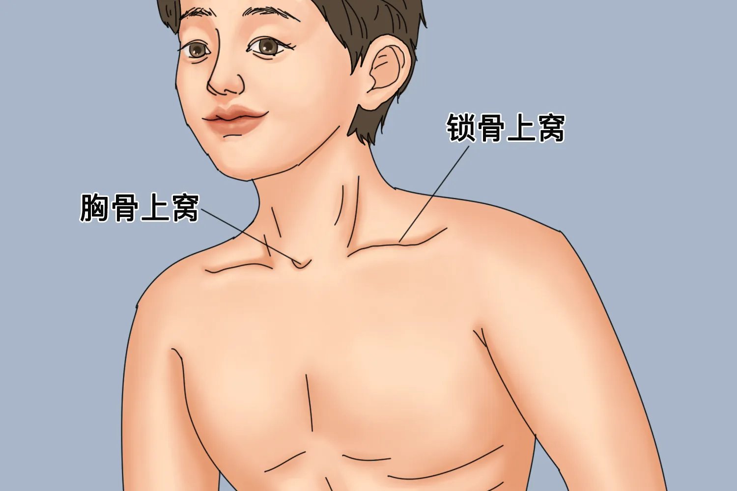 正常呼吸音的听诊部位示意图