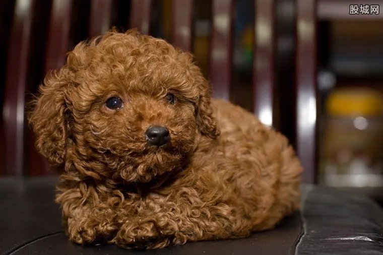 宠物狗公交坐座位 泰迪犬多少钱一只？