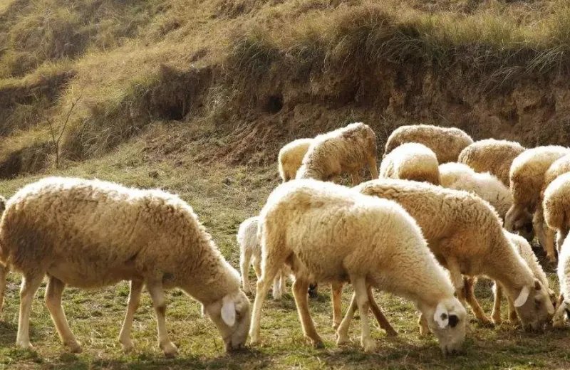 蒙古国捐赠3万只羊入境了吗？