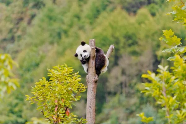 中国十大自然保护区