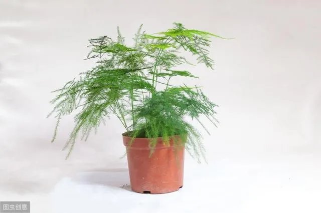 适合养文竹的花盆?