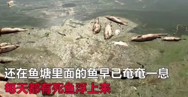 四川高温停电致数万斤鱼缺氧死亡!怎样可以将损失降到最低?