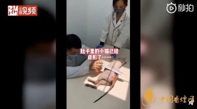 太原一男子当街虐猫 腹中小猫全部死亡