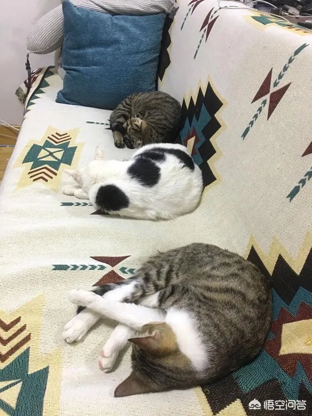 如何看待成都街头流浪小狗求助辅警，守候路边等他下班，最终被收养？