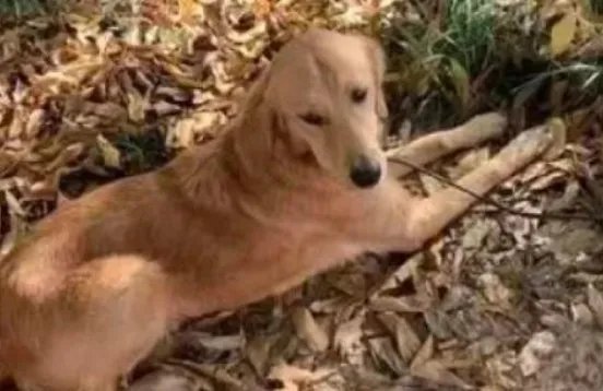 被寄养金毛暴走100多公里回家，为什么动物能够准确记住回家的路？