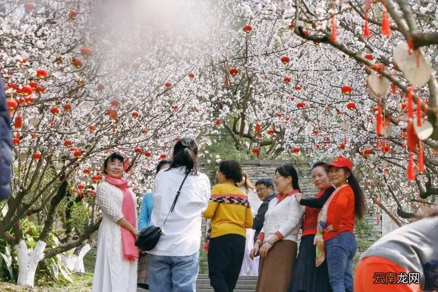 红杏枝头春意闹 红杏枝头春渐悄