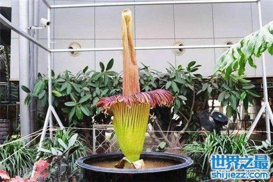 尸臭魔芋最高可达三米,绽放时发出尸体腐烂的气味