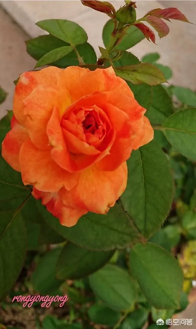 上联：日薄西山捉鱼忙，下联怎么对？