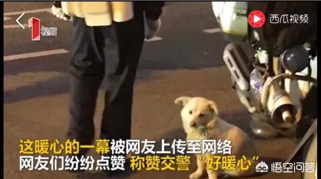如何看待成都街头流浪小狗求助辅警，守候路边等他下班，最终被收养？