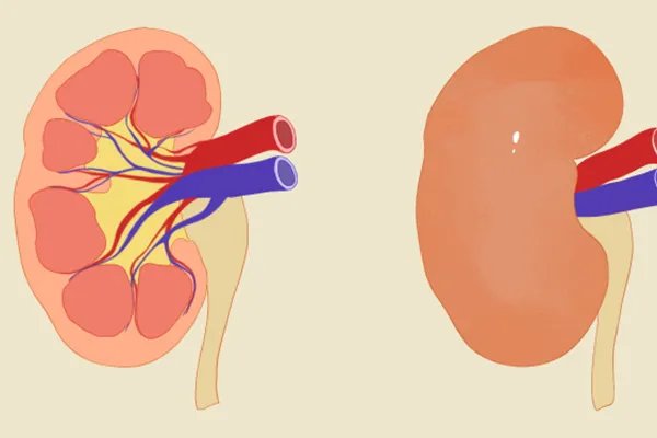 菟丝子的功效与作用及食用方法