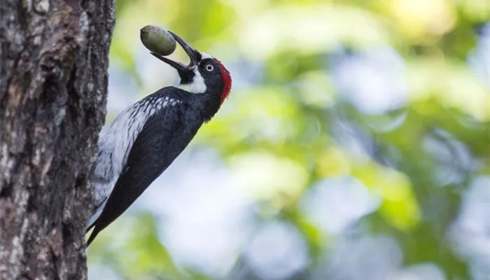 现代安全帽的发明是受到了什么动物的启发 人们根据什么动物发明了新型安全帽