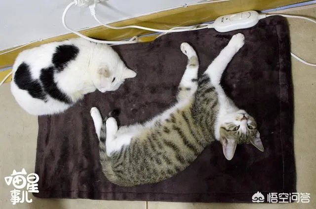 如何看待成都街头流浪小狗求助辅警，守候路边等他下班，最终被收养？