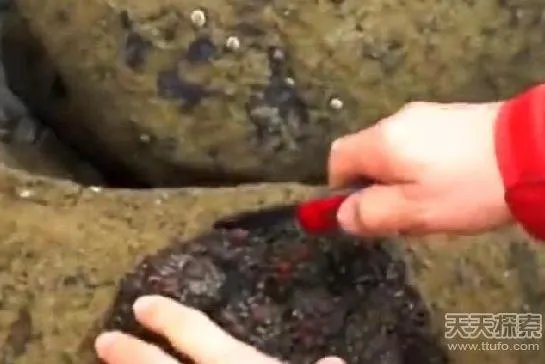 男子捡到奇石:切开后惊呆众人（竟是鲜嫩嫩的肉）