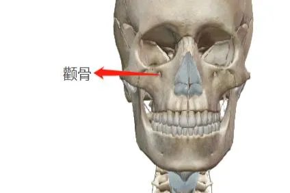M颧骨图片哪个位置