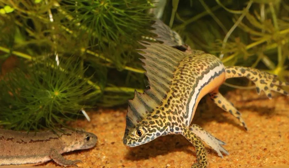 这是什么神兽？