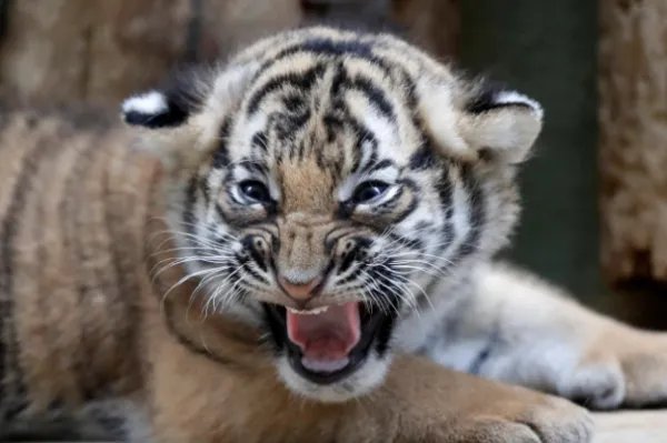 龙口动物园虎妈不喂奶,动物园找狗喂虎崽,小虎崽的生长过程是怎样的?