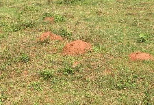 女子景区被蚂蚁叮咬心脏骤停，到底是怎么回事？