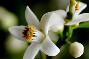 橙花纯露的功效与作用