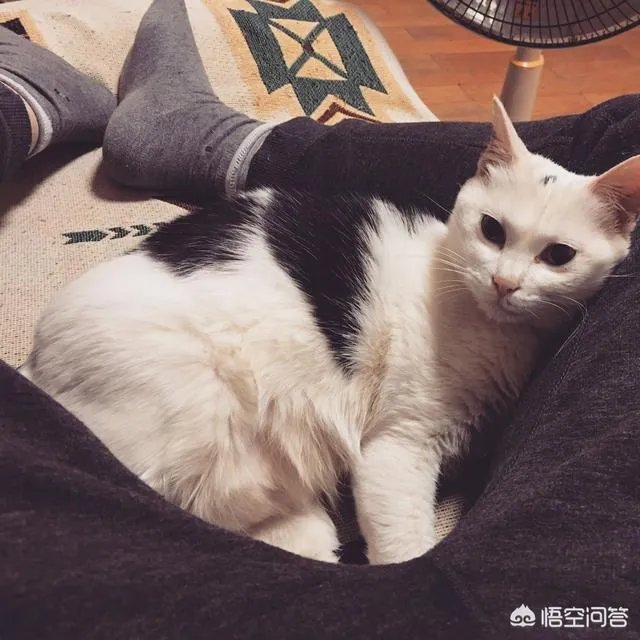 如何看待成都街头流浪小狗求助辅警，守候路边等他下班，最终被收养？