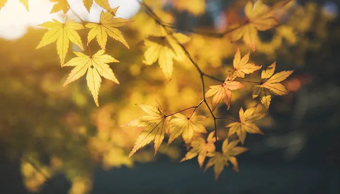 2022年什么时候立秋 2022年立秋时间是什么时候