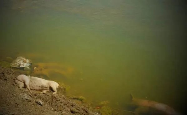 黄河大堤内出现的那么多死猪，究竟是从何而来的？