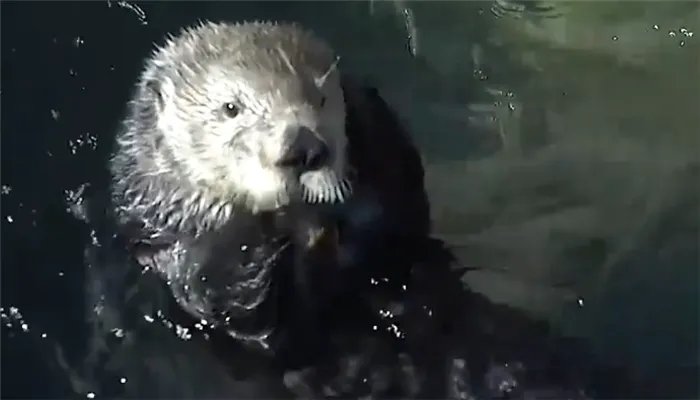 哪种动物喜欢把海藻缠绕在身上 什么动物喜欢把海藻缠在身上