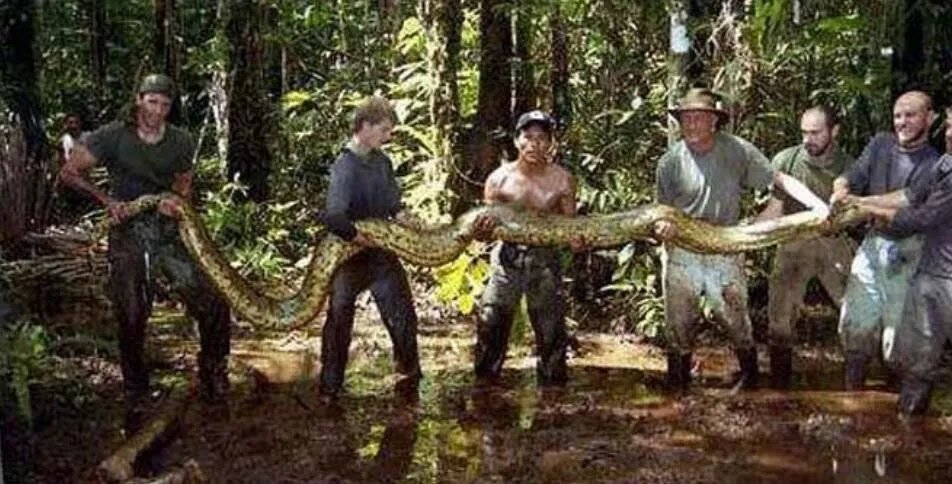 挖出大蛇真实事件 挖土机挖出17米巨蟒图(司机当场吓死)