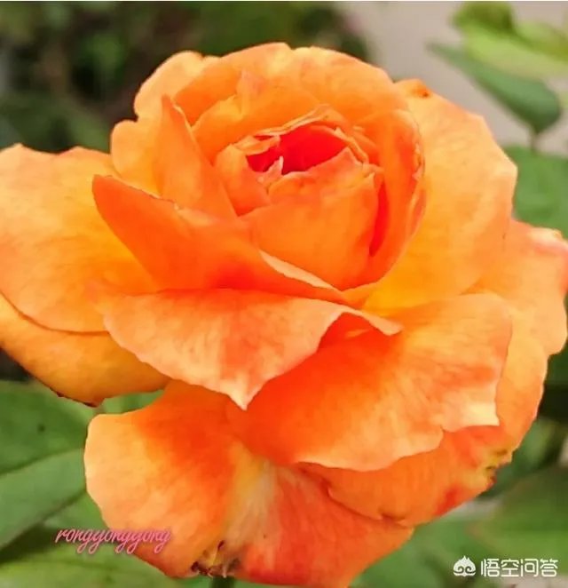 上联：日薄西山捉鱼忙，下联怎么对？