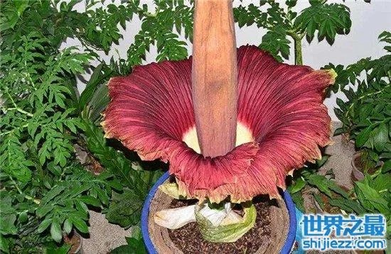 尸臭魔芋最高可达三米,绽放时发出尸体腐烂的气味