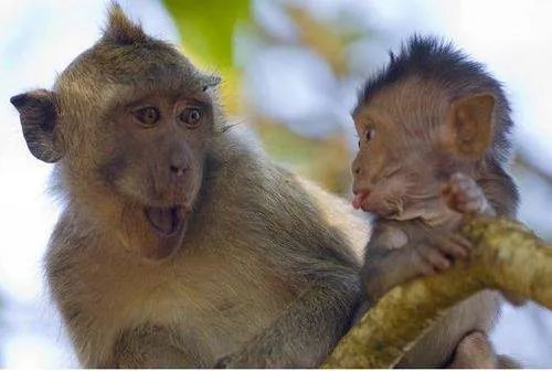 双数要想中先猜,家中之物再显特,资料到集发彩坛,上料最早快最全。猜动物