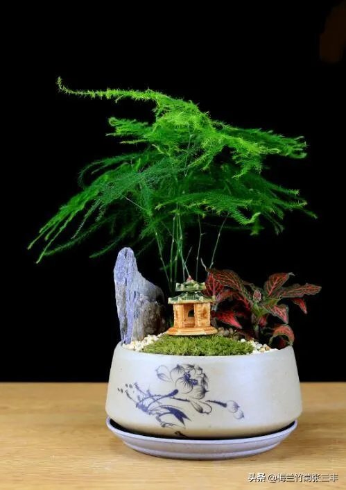 适合养文竹的花盆?