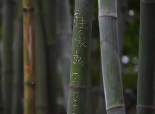 成都大熊猫基地景观竹遭游客刻划，如何看待游客的行为？