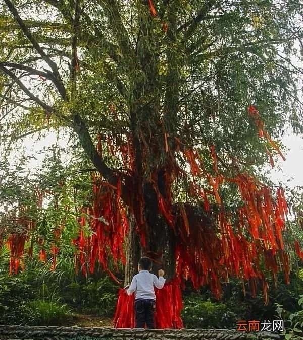 十年树木的下一句，怎么理解十年树木百年树人这句话