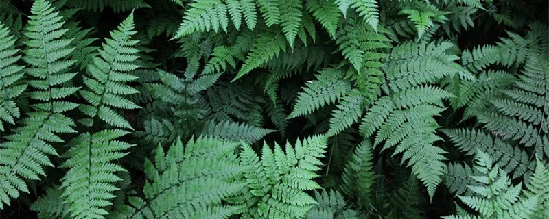 万年青的象征意义 万年青的象征意义是什么