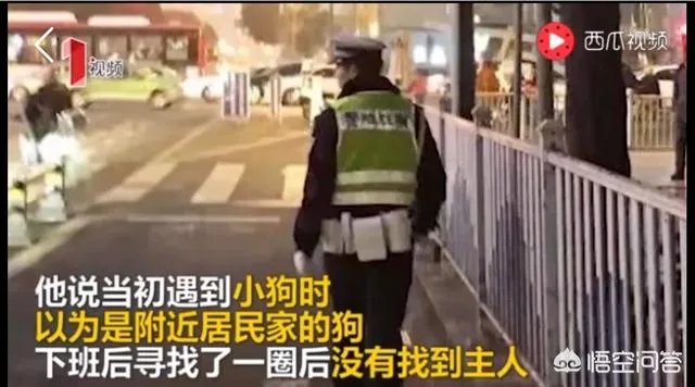 如何看待成都街头流浪小狗求助辅警，守候路边等他下班，最终被收养？