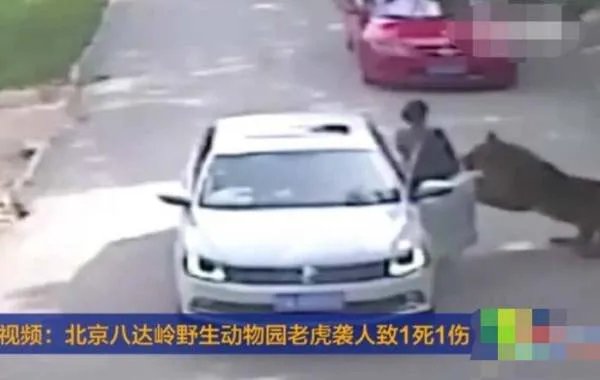 动物园老虎吃人事件后续怎么处理?