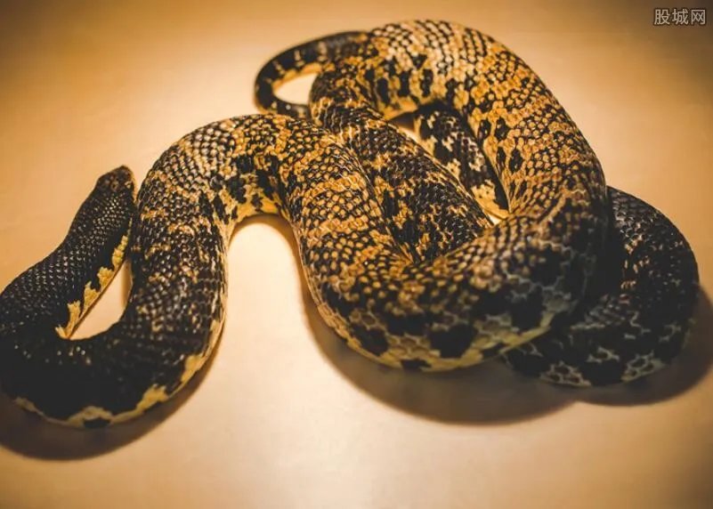 曝光：村民吃蛇无数最后成蛇人 十分恐怖吓人（图）