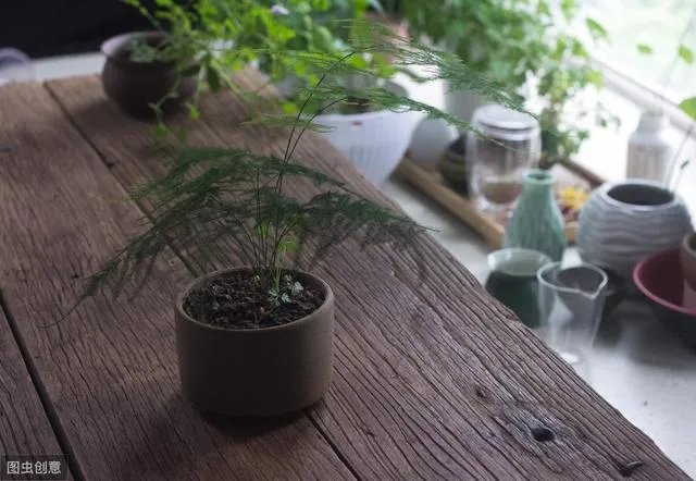 适合养文竹的花盆?