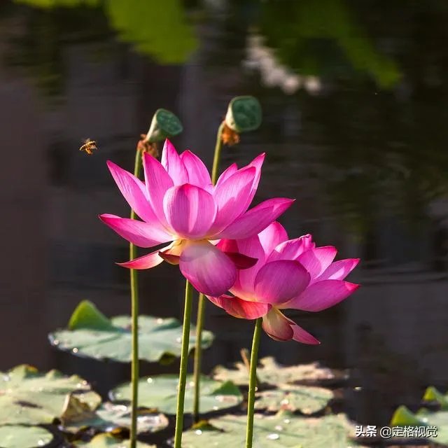 增距镜如何使用?