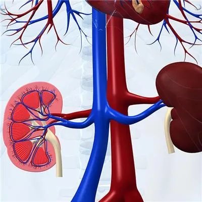 肾功能检查结果分析怎么看