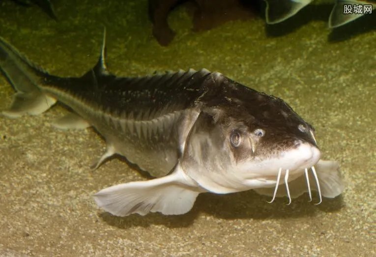 渔民捕千斤大鳇鱼 大鳇鱼价值达20万元被送往水产局