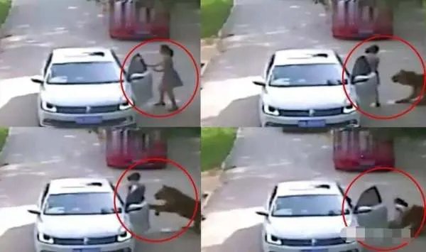 动物园老虎吃人事件后续怎么处理？