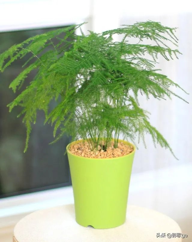 适合养文竹的花盆?